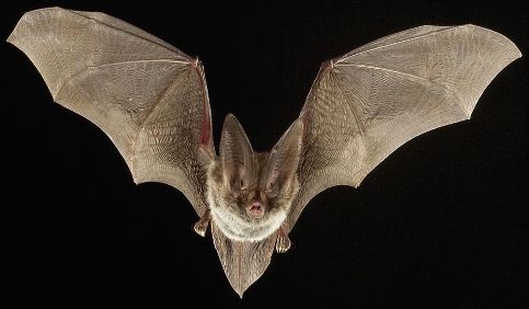 bat